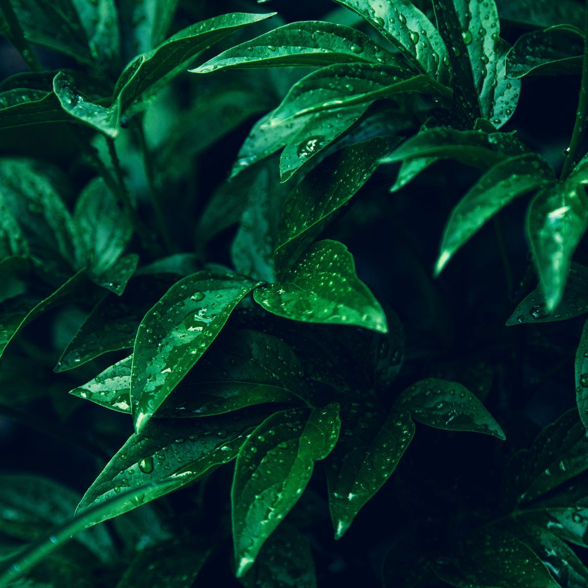 Feature list image
